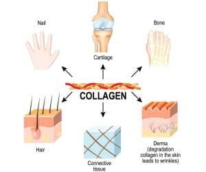 Supplements for Youth Athletes Part 1 Collagen